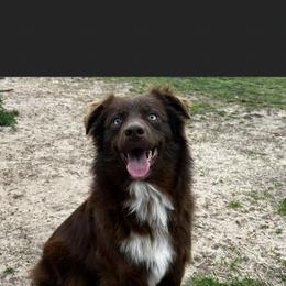Teddy - Miniature Australian Shepherd
