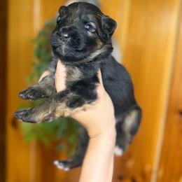 Male 1 - Black and red male German Shepherd puppy in Salem, South Carolina from Von Maqqedah Haus German Shepherds
