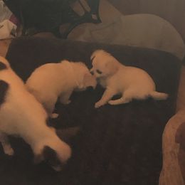 Raine - Cream and white female Chihuahua puppy in Amelia, Virginia from Pannell’s Precious Pups