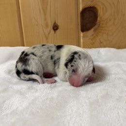 Alani - Blue merle female Border Collie puppy in Owenton, Kentucky from Three16 Ranch