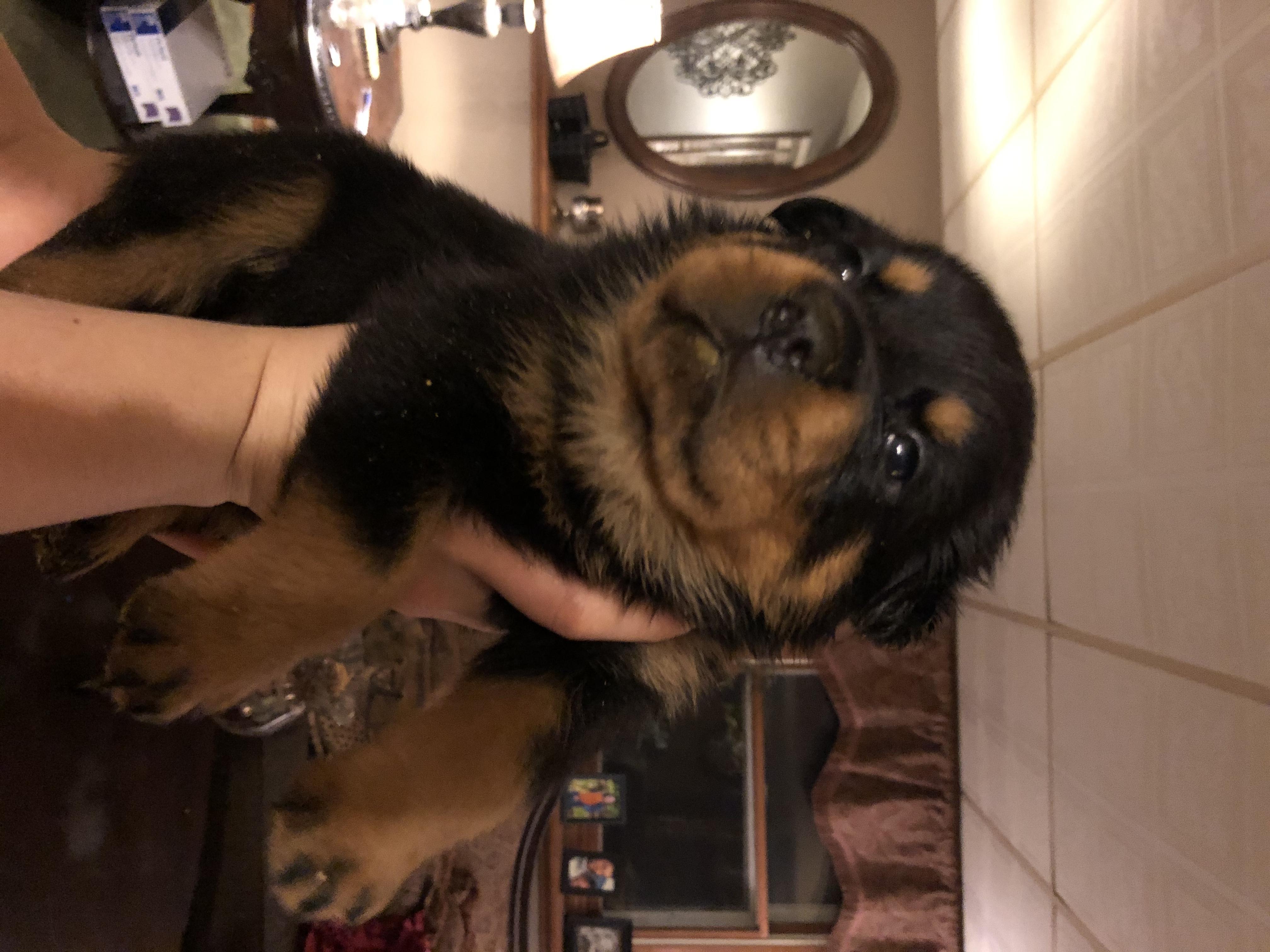 Rottweiler Puppies from RoyaLuxe K9
