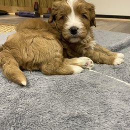 Australian Labradoodle Puppies from New Era Labradoodles