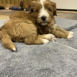 Australian Labradoodle Puppies from New Era Labradoodles