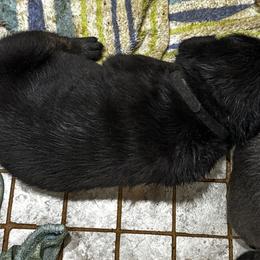 Cane Corso Puppies from Willow’s Meadow