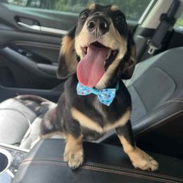 Dachshund All Grown Up from Sarah Linsenmeyer