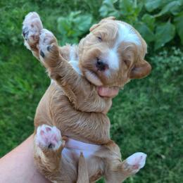 Apricot wavy - Yellow and white male Bernedoodle puppy in Graham, Texas from 2 Rose Ranch Doodles