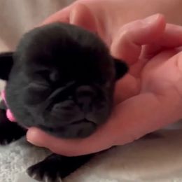 Miss Pink - Black Pug puppy in Morgantown, West Virginia from Groovy Pugs