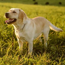 Labrador Retrievers from OBrien Labradors