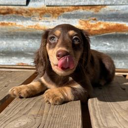 Levi - Chocolate and cream male Dachshund puppy in Muldrow, Oklahoma from Sassy Sausage Dogs