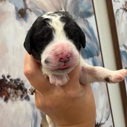 Rick - male Australian Mountain Doodle puppy in Snook, Texas from Snook Acres Doodles