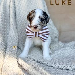 Luke - Parti male Goldendoodle puppy in Dallas County, Texas from Dream A Little Doodle