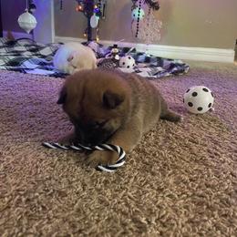 Shiba Inu Puppies from EndThyme Acres