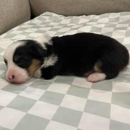 Hubble (fluffy) - Brindle and white male American Corgi puppy in Waco, Texas from The Comma Corgis