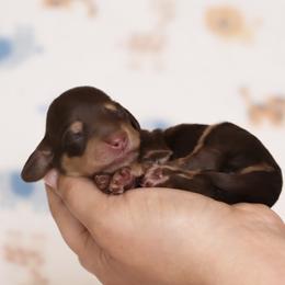 Dorito - Chocolate and cream male Dachshund puppy in Cottage Grove, Oregon from Hidden Hills Dalmatians