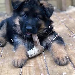 German Shepherd Puppies from Tabor Springs GSD