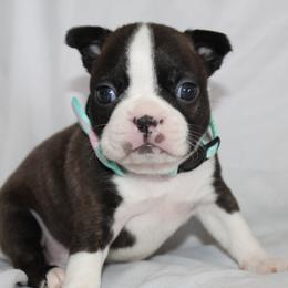 Evie (New Video) - Brindle and white female Boston Terrier puppy in Brooksville, Florida from I Love Pups