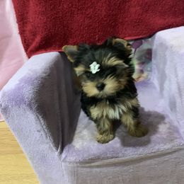 Yorkshire Terrier Puppies from Charm's Kennel