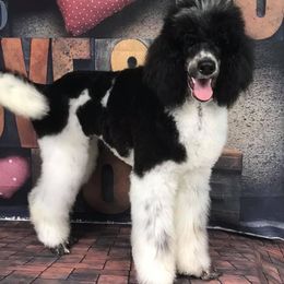 Poodle All Grown Up from Heartland Standard Poodles