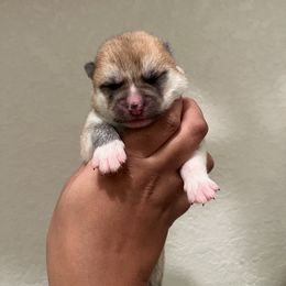 Boy 3 - Red male Japanese Akitainu puppy in Copperas Cove, Texas from Winmont Akitas