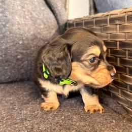 Oreo -green boy - Black and cream male Dachshund puppy in North Auburn, California from Northern Doxie