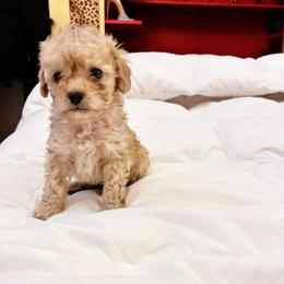Apollodorus - Apricot male Poodle puppy in Jersey City, New Jersey from Tuts Pups Cafe