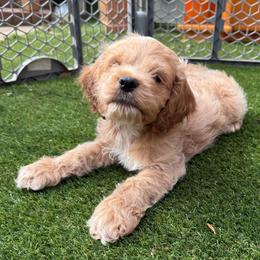 Olaf - Red roan male Cockapoo puppy in Williamston, South Carolina from Sassy Bob’s Dogs