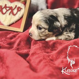 Rowena - Blue merle Toy Australian Shepherd puppy in Syracuse, Indiana from Klenke Toy Aussies