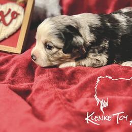 Rowena - Blue merle Toy Australian Shepherd puppy in Syracuse, Indiana from Klenke Toy Aussies