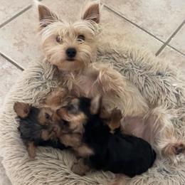 Yorkshire Terriers from Yorkie Paws