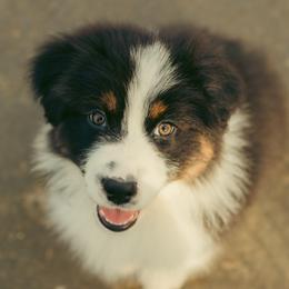 Black tri - Acorn - Black tri-color female Australian Shepherd puppy in Cotati, California from Tried and True Aussies