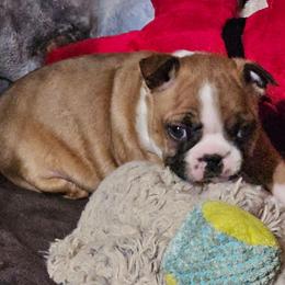 Boy 1 - Seal and white male Boston Terrier puppy in Marion, North Carolina from Christy's Boston Butts
