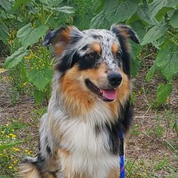 Tucker - Australian Shepherd