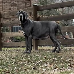 Raya - Great Dane