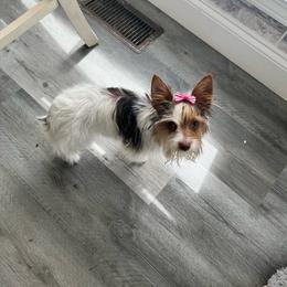 Barbie - Yorkshire Terrier
