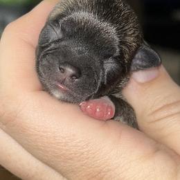 Girl 2 - Black sabled fawn female Chihuahua puppy in New Castle, Delaware from Sasha’s Elite Kennel LLC