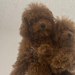 Poodles from B&BPoodlePalace