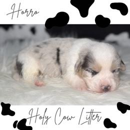 Horro - Blue merle and white male American Corgi puppy in Greenwood, Indiana from Witch Creek Corgis