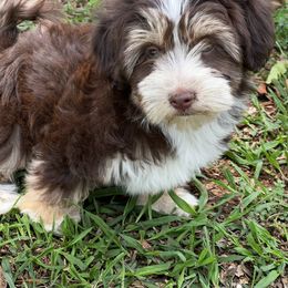 Havanese Puppies from Arrow Hope Farms