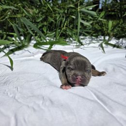 Odysseus - Blue tri-color male American Bully puppy in Perryville, Maryland from Household 6 Bullies, LLC