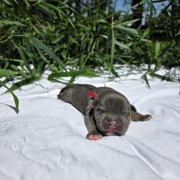 Odysseus - Blue tri-color male American Bully puppy in Perryville, Maryland from Household 6 Bullies, LLC