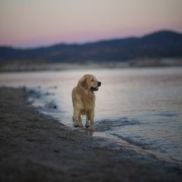 Cavalier King Charles Spaniel and Golden Retriever Puppies from Tsarevich Goldens and Cavaliers