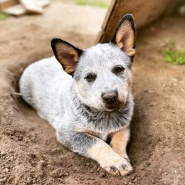 Australian Cattle Dog Puppies from DoReMi ACDs
