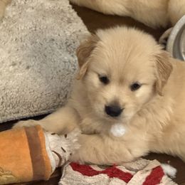 Girl 1 - female Golden Retriever puppy in Mullins, South Carolina from Rainyday Goldens