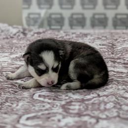 Shady Female Blue Eyes - Black and white female Pomsky puppy in Hurleyville, New York from My Crazy Pomskys