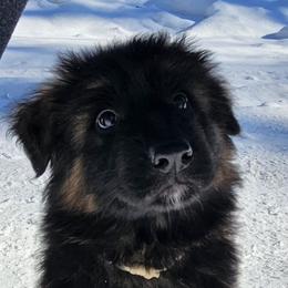 Mr White - Black and red male German Shepherd puppy in Newaygo, Michigan from Sterley Shepherds