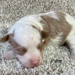 Pete - Cream male Aussiedoodle puppy in Lebanon, Missouri from Cobbs Creek Canines