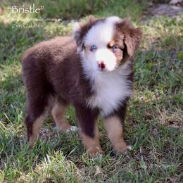 Bristle - Red merle female Miniature Australian Shepherd puppy in Evant, Texas from Lazy VT Bar Ranch