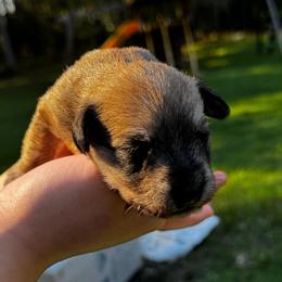 Biscuit Mini ESA therapy lines possible blue eyes - Sable male Schnoodle puppy in Temple, Texas from Schnauzers Of Taylor