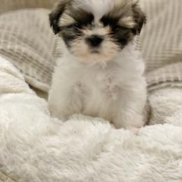 Shih Tzu Puppies from Willow Lane Shih Tzus