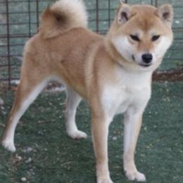 Shiba Inu puppies from Mishmo's Shibas and Papillons
